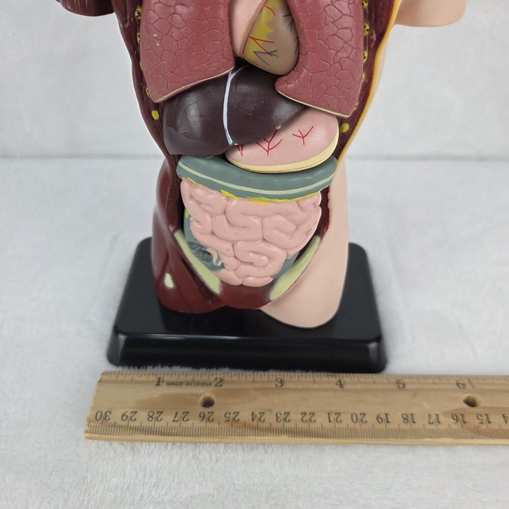 Lakeshore Fascinating Facts Human Body Game Anatomy Model Complete 2013 GG114 - Picture 10 of 13